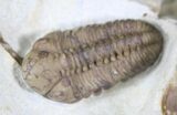 Kainops Trilobite With Huntonia Tail #23111-3